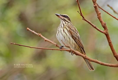 Gestreepte tiran - Streaked Flycatcher - Myiodynastes maculatus