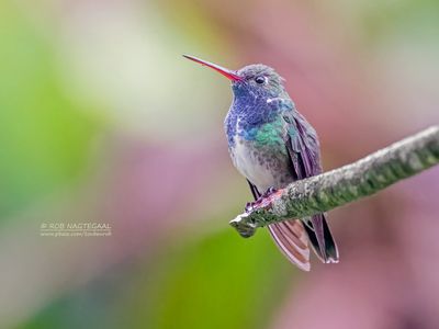 Saffieramazilia - Sapphire-spangled Emerald - Chionomesa lactea