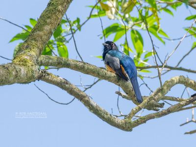 Surucutrogon - Surucua Trogon - Trogon surrucura