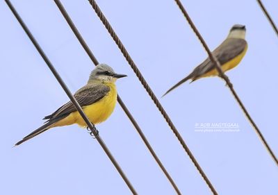 Witkeelkoningstiran - White-throated Kingbird - Tyrannus albogularis