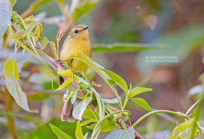 Gele looftiran - Yellow Tyrannulet - Capsiempis flaveola