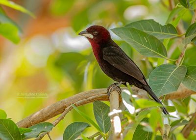 Fluweeltangare - Silver-beak Tanager - Ramphocelus carbo