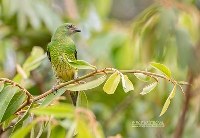 Zwaluwtangare - Swallow tanager - Tersina viridis