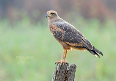 Savannebuizerd - Savana Hawk - Buteogallus meridionalis