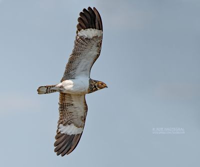 Nacundanachtzwaluw - Nacunda Nighthawk - Chordeiles nacunda