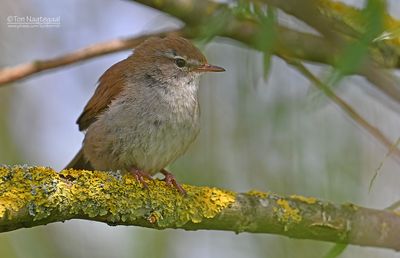 Cetti's zanger - Cetti's Warbler - Cettia cetti