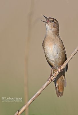 Snor - Savi's warbler - Locustella luscinioides