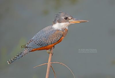 Amerikaanse reuzenijsvogel - Ringed Kingfischer - Megaceryle torquata