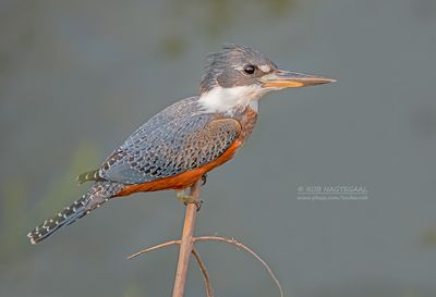 Amerikaanse reuzenijsvogel - Ringed Kingfischer - Megaceryle torquata torquata