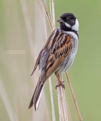 Rietgors - Reed bunting - Emberiza schoeniclus