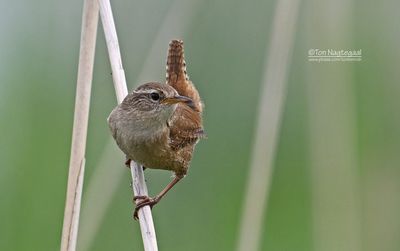 Winterkoning - Wren - Troglodytes troglodytes