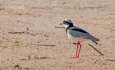 Cayenne-kievit - Pied Plover - Hoploxypterus cayanus