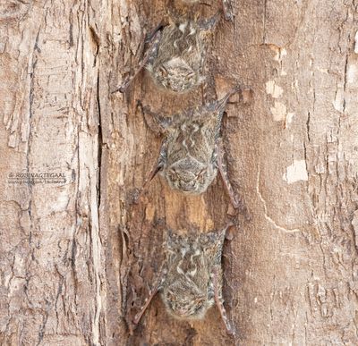 Kleine tweestrepige zakvleermuis - Lesser sac-winged Bat - Saccopteryx leptura