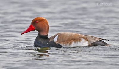 Krooneend - Red-crested Pochard - Netta rufina