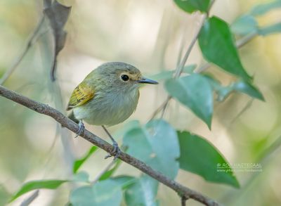 Roodteugelschoffelsnavel - Rusty-Fronted Tody-Flycatcher - Poecilotriccus latirostris