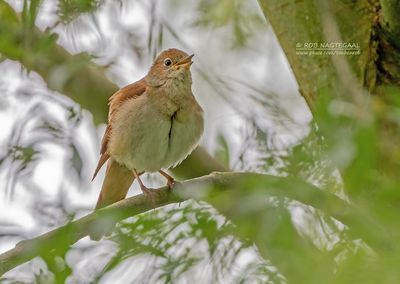 Nachtegaal - Nightingale - Luscinia megarhynchos