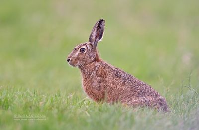 Haas - European hare - Lepus europaeus
