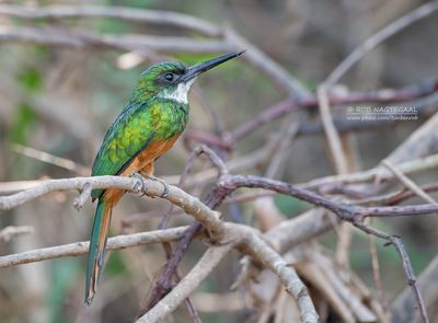 Roodstaartglansvogel - Rufous-tailed Jacamar - Galbula ruficauda heterogyna
