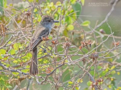 Kortkuiftiran - Short-crested Flycatcher - Myiarchus ferox