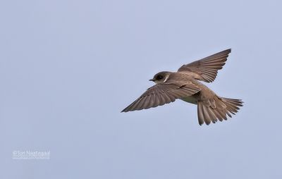 Oeverzwaluw - Sand martin - Riparia riparia