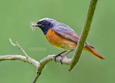 Gekraagde roodstaart - Common redstart - Phoenicurus phoenicurus