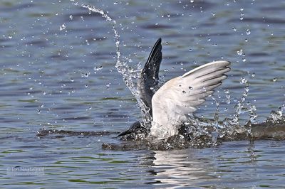 Zwarte stern - Black tern - Chlidonias nigra 