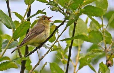 Spotvogel - Icterine Warbler - Hippolais icterina