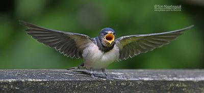 Boerenzwaluw - Barn swallow - Hirundo rustica