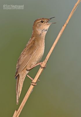 Grassbirds and Allies