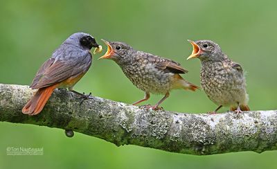 Old World Flycatchers