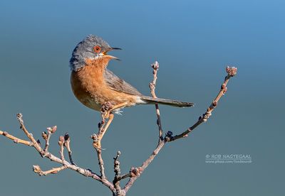 Westelijke baardgrasmus - Western Subalpine Warbler - Sylvia iberiae