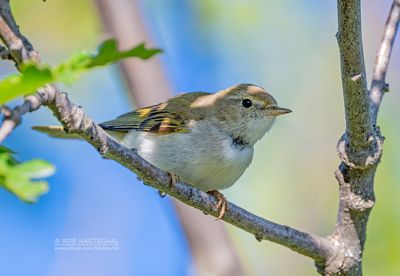 Bergfluiter - Western Bonelli's warbler - Phylloscopus bonelli