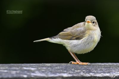 Fitis - Willow Warble - Phylloscopus trochilus
