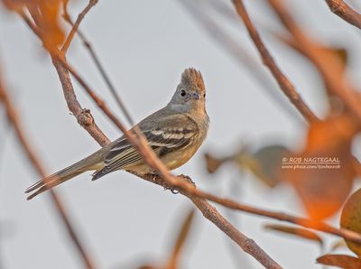 Kapelenia - Plain-crested Elaenia - Elaenia cristata