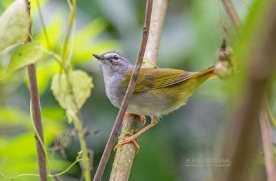 Witbrauwzanger - White-browed Warbler - Myiothlypis leucoblephara