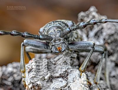 Heldenbok - Great capricorn beetle - Cerambyx cerdo