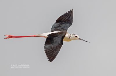 Steltkluut - Blackwinged stilt - Himantopus Homantopus