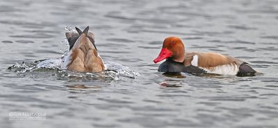 Krooneend - Red-crested Pochard - Netta rufina
