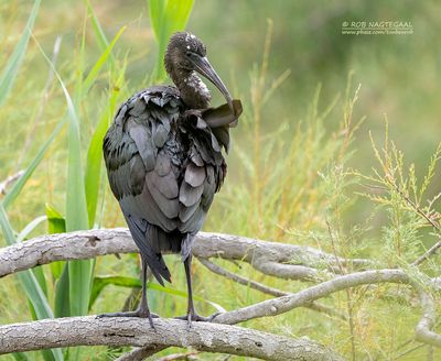 Zwarte Ibis - Glossy Ibis - plegadis falcinellus