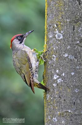 Groene Specht - Green Woodpecker - Picus viridus