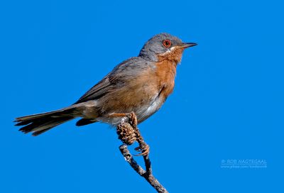 Westelijke baardgrasmus - Western Subalpine Warbler - Sylvia iberiae