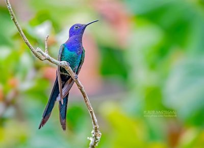 Zwaluwstaartkolibrie - Swallow-tailed Hummingbird - Eupetomena macroura