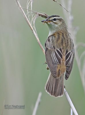 Rietzanger - Sedge warbler - Acrocephalus schoenobaenus