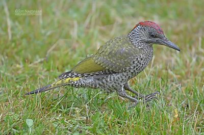 Groene Specht - Green Woodpecker - Picus viridus