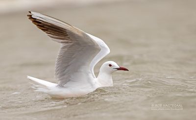 Dunbekmeeuw - Slender-billed gull - Chroicocephalus genei