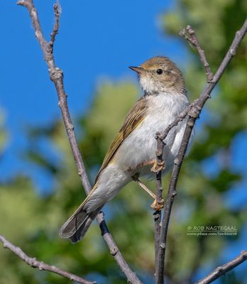 Bergfluiter - Western Bonelli's warbler - Phylloscopus bonelli