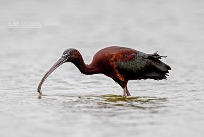 Zwarte Ibis - Glossy Ibis - plegadis falcinellus