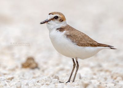 Strandplevier - Kentish plover - Charadrius alexandrinus