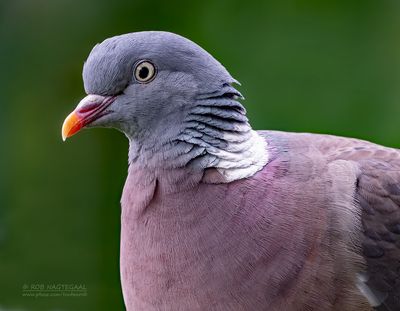 Houtduif - Woodpigeon - Columba polumbus