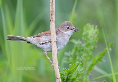 Grasmus - Common Whitethroat - Silvia communis